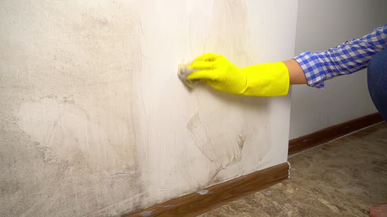 Best Mold Prevention Services  in USA